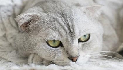 开云APP-勇士队遭遇三连败，卫冕之路不平坦，勇士队全场