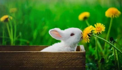 kaiyun 开云体育-最新体操器械评分标准解析，器械体操分为哪两类